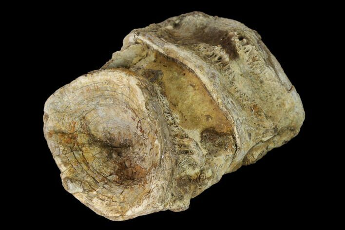 Pair Of Fused Fossil Fish (Xiphactinus) Vertebrae - Kansas #139320